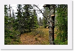 northern taiga_5721 * 800 x 522 * (120KB)